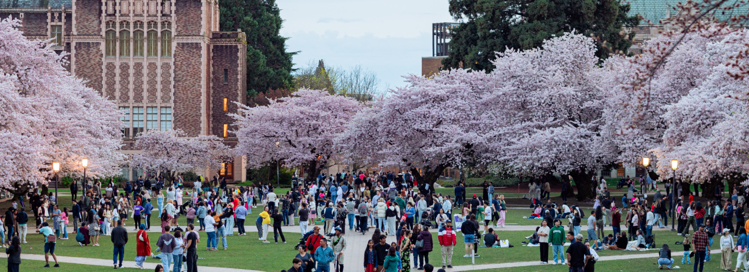 UW campus cherry blossoms during spring.